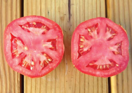 Tomato Seeds Rutgers VF Seeds 80 days 2,000 Bulk Seeds